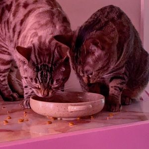 Meet your Posher, Reagan